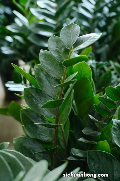 金钱树适合放客厅吗