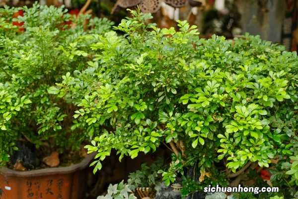 阳台如何养米兰花，需要注意什么