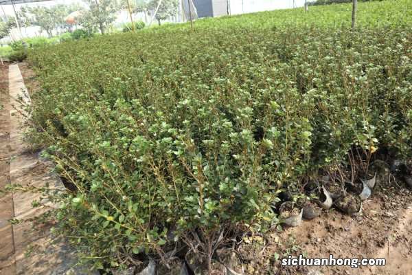 新买的杜鹃怎么养