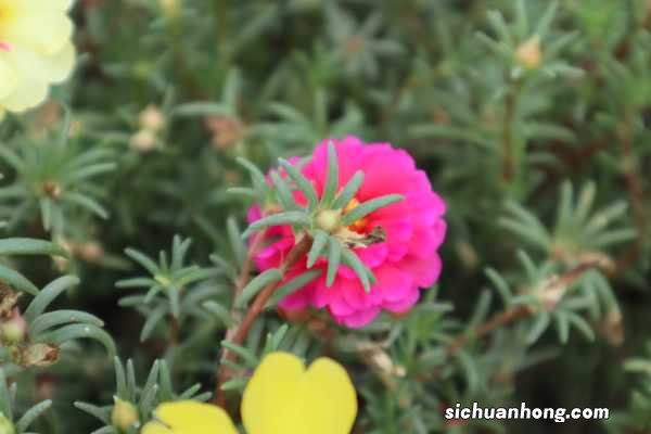 盆栽太阳花冬季养护,太阳花冬天会死吗