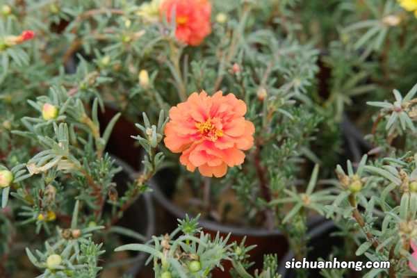 盆栽太阳花冬季养护,太阳花冬天会死吗