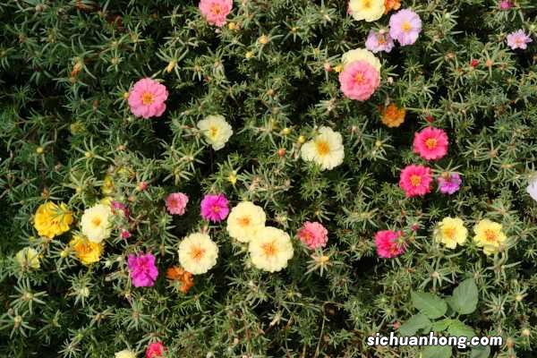 太阳花冬天会开花吗,太阳花冬天怎么养