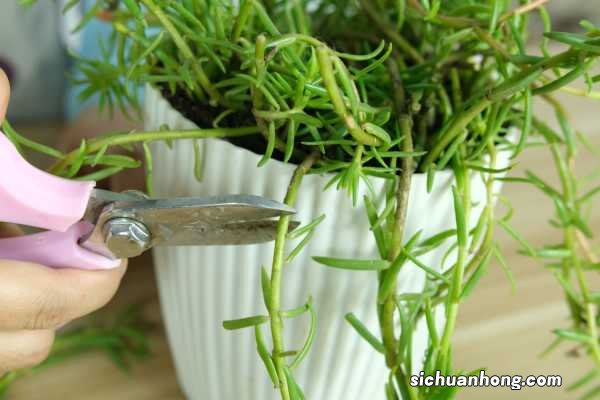 太阳花冬天会开花吗,太阳花冬天怎么养