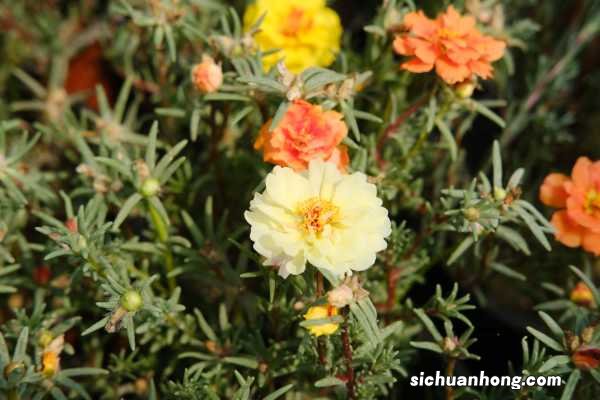 太阳花能水培吗，太阳花能扦插吗