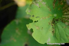 家里养荷花不吉利吗