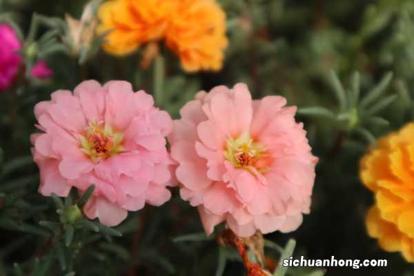 太阳花怎么修剪，太阳花修剪以后还能开花吗