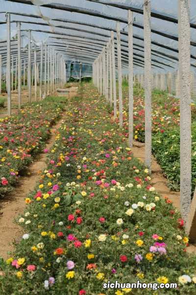 太阳花怎么种植方法，种植季节