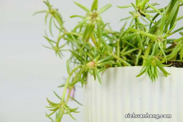 太阳花如何修剪，修剪方法图解