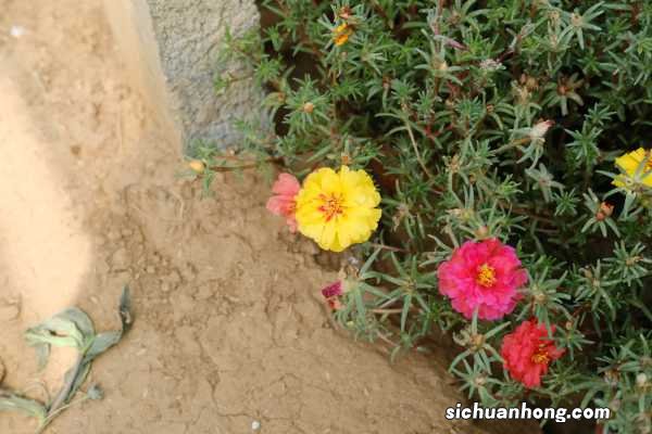 盆栽太阳花怎样过冬,秋季几天浇次水