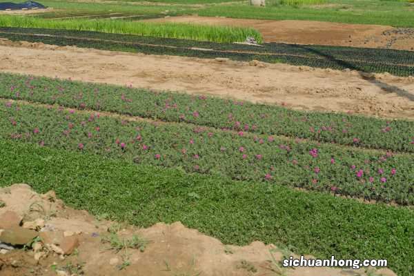 盆栽太阳花怎样过冬,秋季几天浇次水
