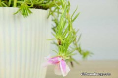 盆栽太阳花的养殖方法和注意事项，用多大的花盆