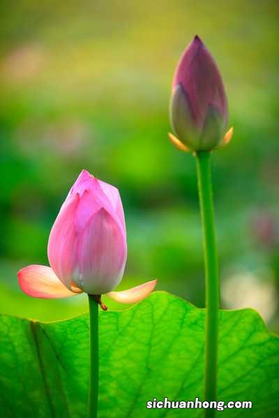 莲花需要修剪吗,莲花如何修剪