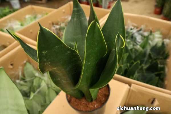 虎皮兰越冬方法，虎皮兰冬季会被冻死吗