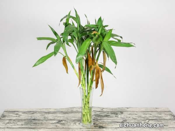 富贵竹放铁钉有什么用,富贵竹放多少水