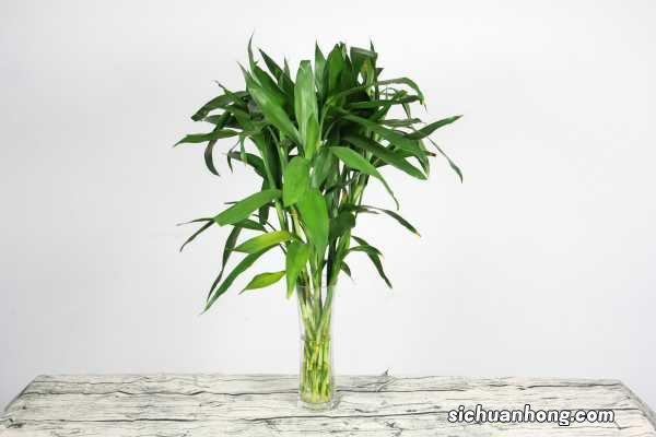 土养富贵竹长得太高了怎么办,土养富贵竹怎么修剪