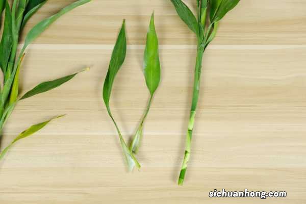 土养富贵竹怎么浇水，土养富贵竹怎么施肥