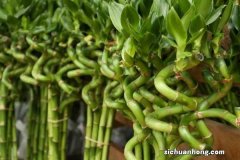 富贵竹换盆注意事项，富贵竹换盆什么时候