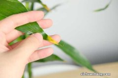 富贵竹在北方冬天怎么养，富贵竹在北方能活吗