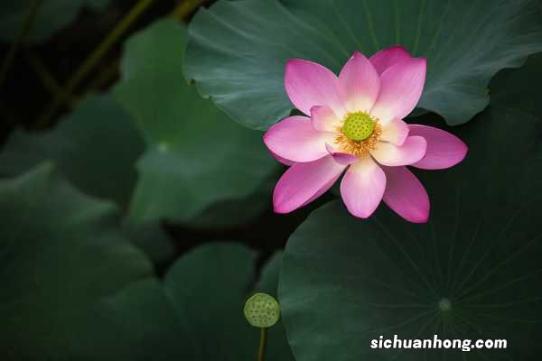 莲花种植方法，莲花可以用藕种植繁殖吗