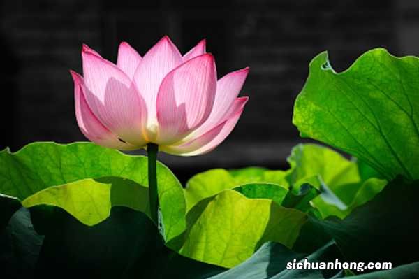 莲花种植方法，莲花可以用藕种植繁殖吗