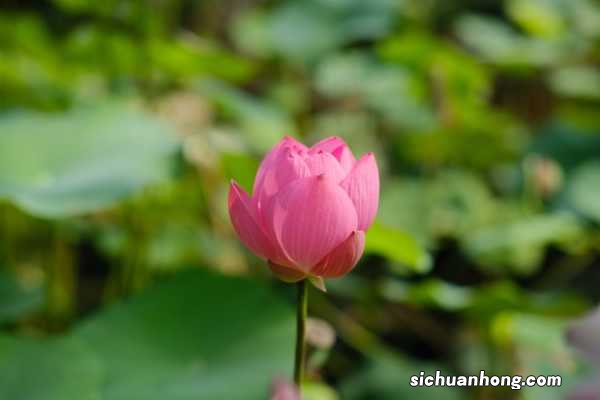 莲花如何正确养护,莲花在家可以养吗