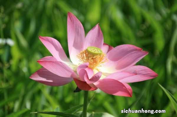 莲花如何正确养护,莲花在家可以养吗