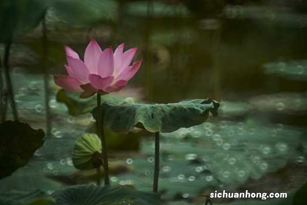 莲花对水的要求,莲花淋雨会死吗