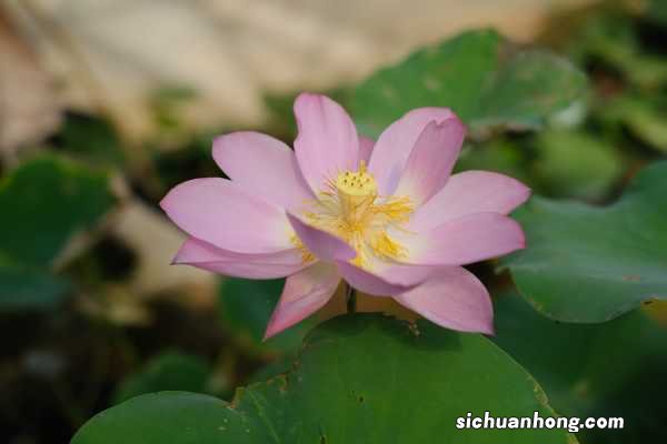 莲花对水的要求,莲花淋雨会死吗