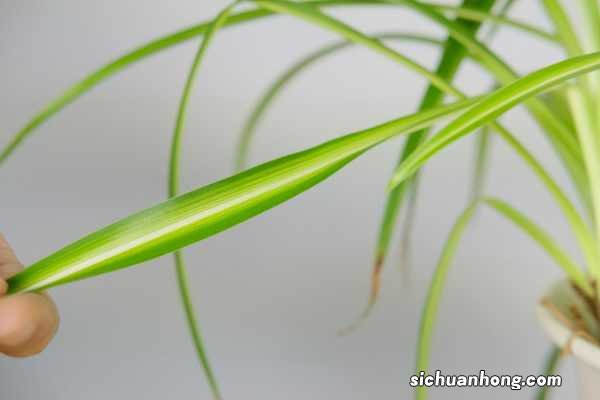 水养吊兰如何换成土养，土养吊兰注意事项