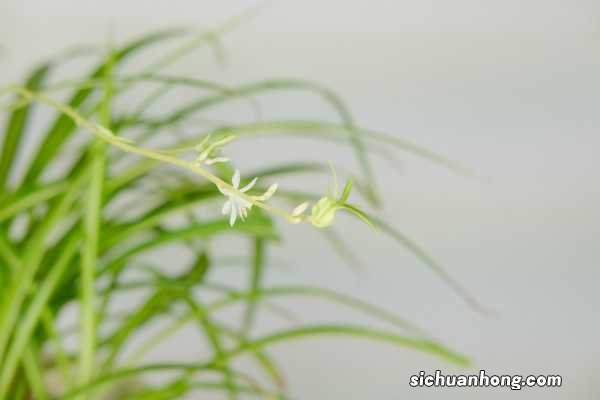 吊兰在卧室养对人身体有害吗，吊兰在家里养好不好