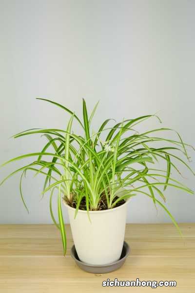 吊兰在卧室养对人身体有害吗，吊兰在家里养好不好