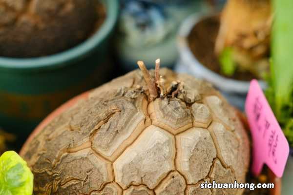 龟甲龙的养殖方法和注意事项