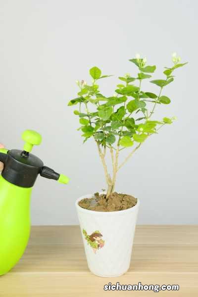 茉莉可以放在卧室吗