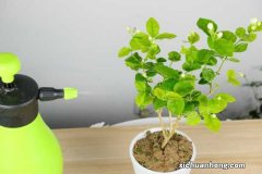 茉莉可以放在卧室吗