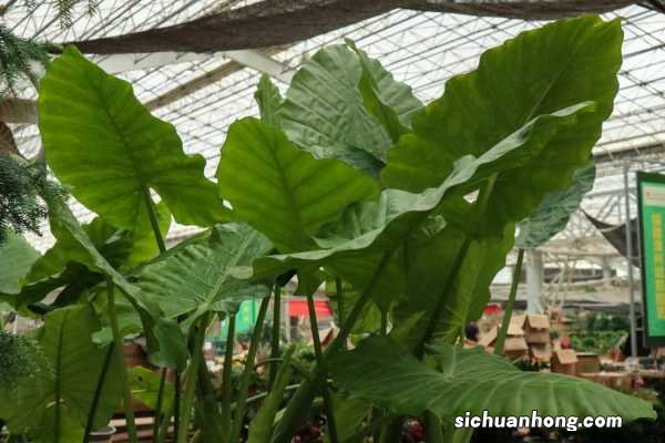 家里养滴水观音好不好