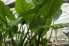 家里养滴水观音好不好