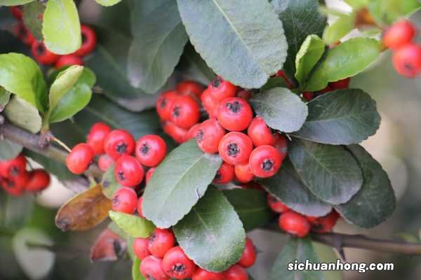 小丑火棘的养殖方法和注意事项