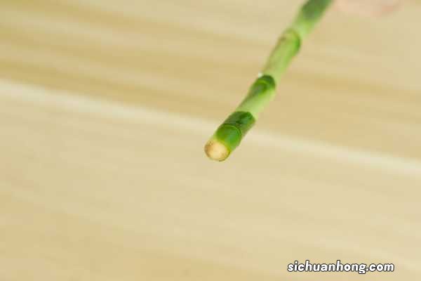 富贵竹如何防寒过冬，富贵竹过冬需要几度