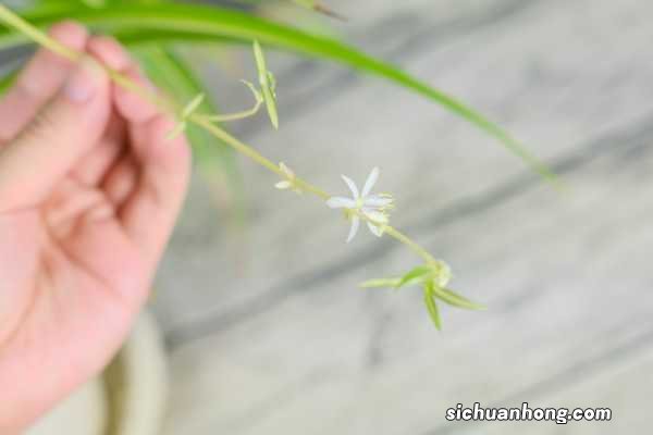 吊兰长出来的分枝还要剪掉吗,吊兰长出小吊兰怎么剪