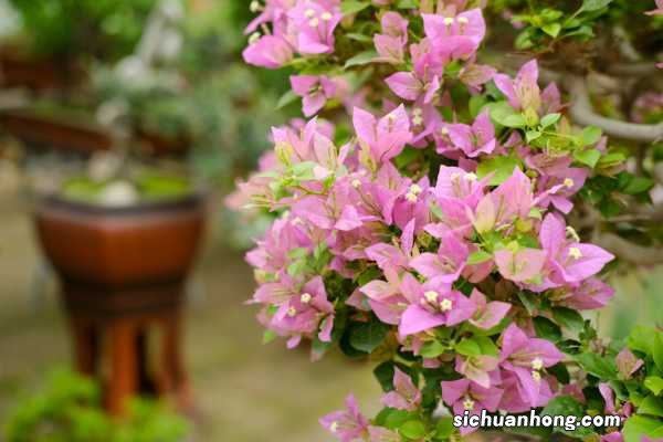 三角梅可以放在卧室吗