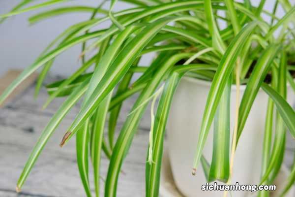 水养吊兰用什么肥，水养吊兰放什么药