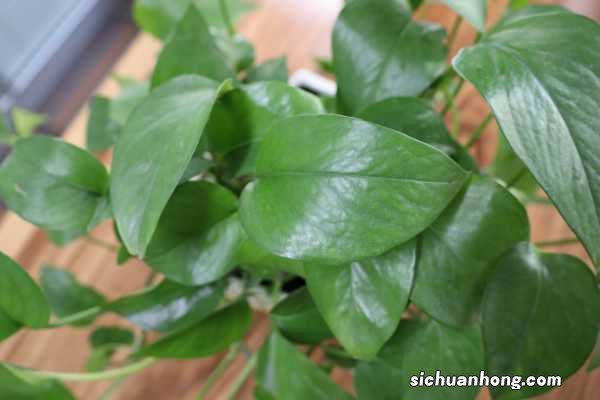 误食绿萝叶子会中毒吗