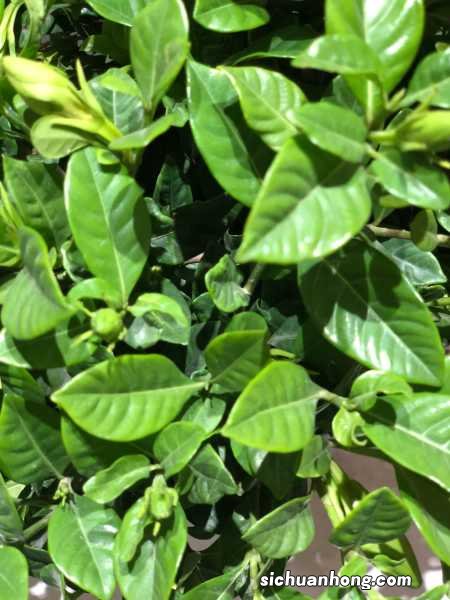 栀子花的花语是什么