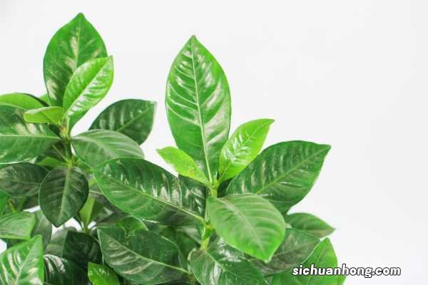 栀子花的风水作用禁忌