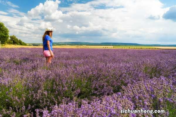薰衣草夏天怎么浇水，薰衣草容易养活吗