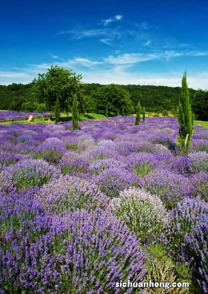 薰衣草夏天怎么浇水，薰衣草容易养活吗