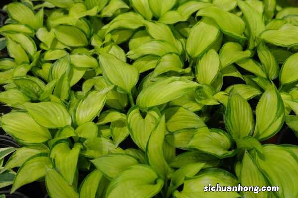 盆栽玉簪花的养殖方法和注意事项