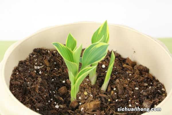 盆栽玉簪花的养殖方法和注意事项