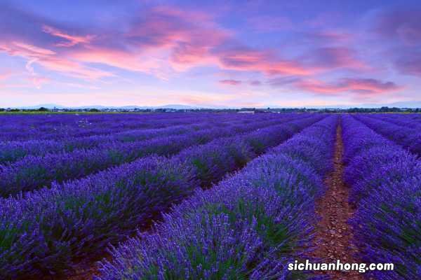 薰衣草花期在几月份，薰衣草一年四季开花吗