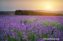 薰衣草花期在几月份，薰衣草一年四季开花吗